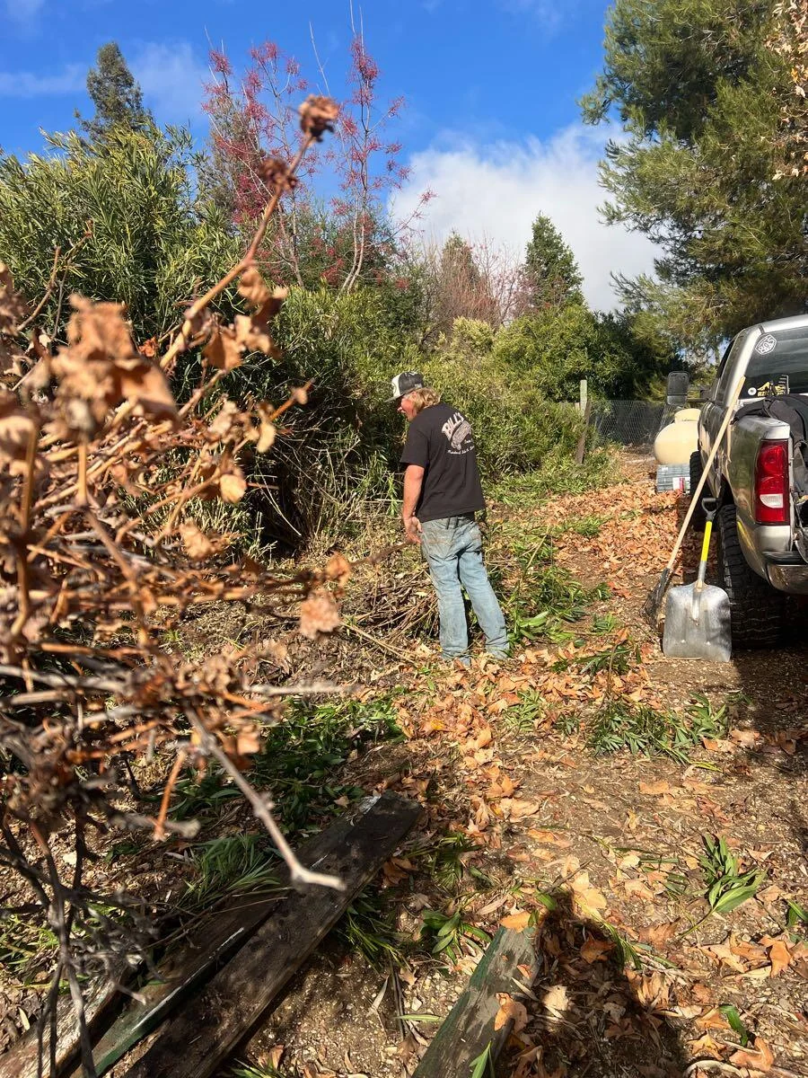 Person standing beside cut branches during an outdoor cleanup