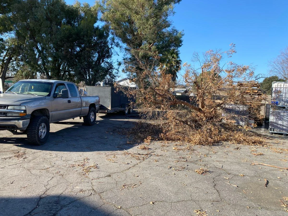 Pickup and trailer beside a pile of cut vegetation