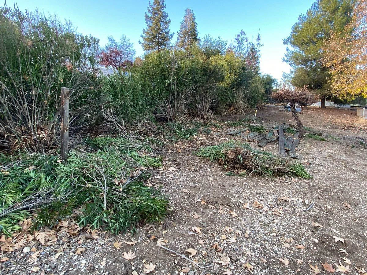 Cut brush and remaining plants in an outdoor yard